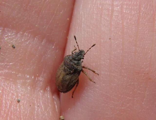 Podops inunctus - szarvas pajzsospoloska Podops inunctus - szarvas pajzsospoloska