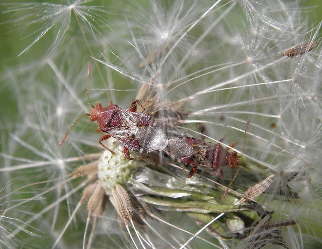 Rhopalus subrufus - vörös üvegszárnyú-poloska