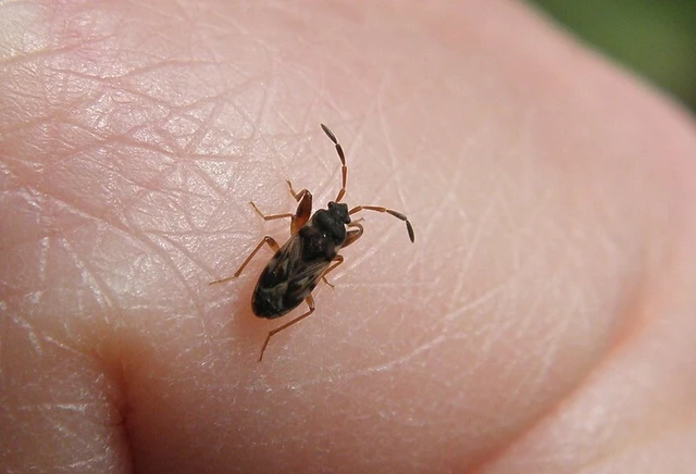 Scolopostethus Scolopostethus