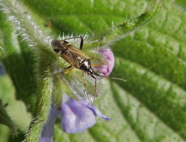Harpocera thoracica - sarlóscsápú mezeipoloska