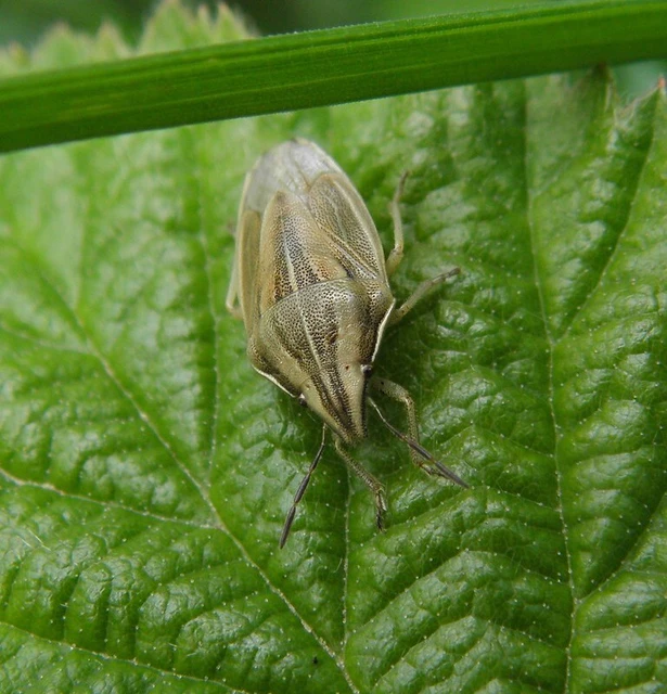 Aelia acuminata - közönséges szipolypoloska Aelia acuminata - közönséges szipolypoloska