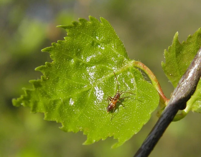 Miris striatus - sávos mezeipoloska