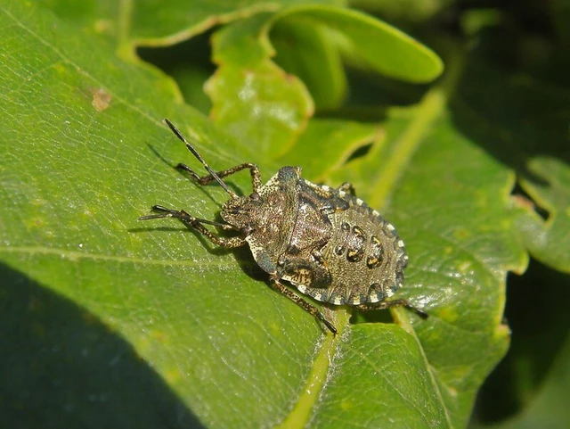 Pentatoma rufipes - vöröslábú címerespoloska Pentatoma rufipes - vöröslábú címerespoloska