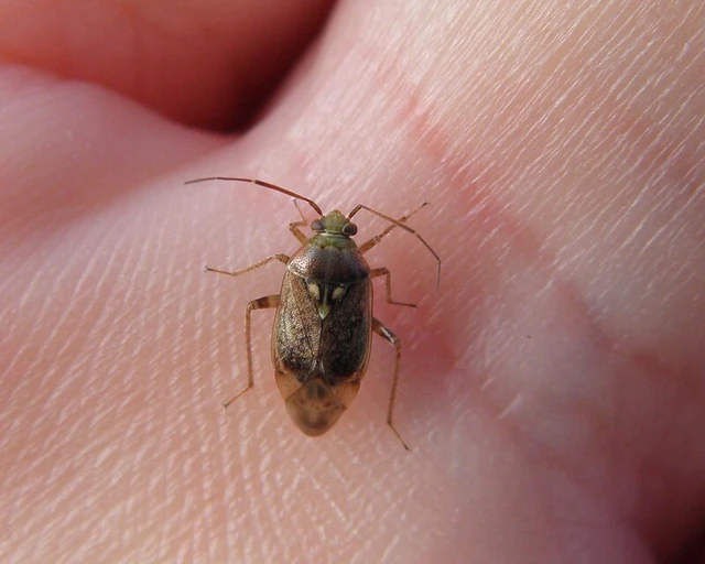 Lygus rugulipennis - molyhos mezeipoloska