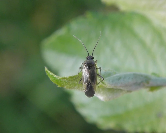 Plagiognathus arbustorum Plagiognathus arbustorum