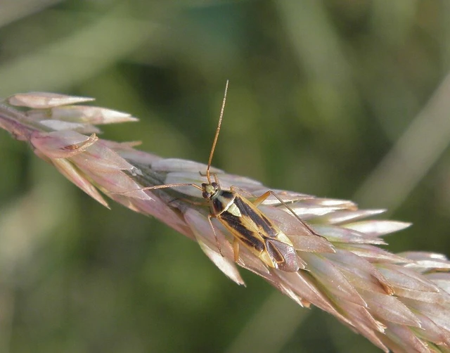 Stenotus binotatus - kétfoltos mezeipoloska