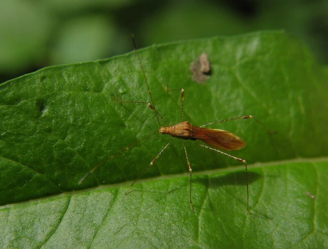 Metatropis rufescens - varázslófű-szúnyogpoloska