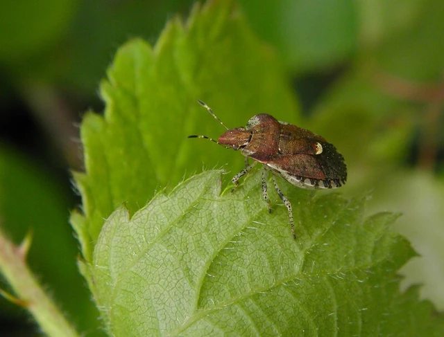 Dyroderes umbraculatus Dyroderes umbraculatus