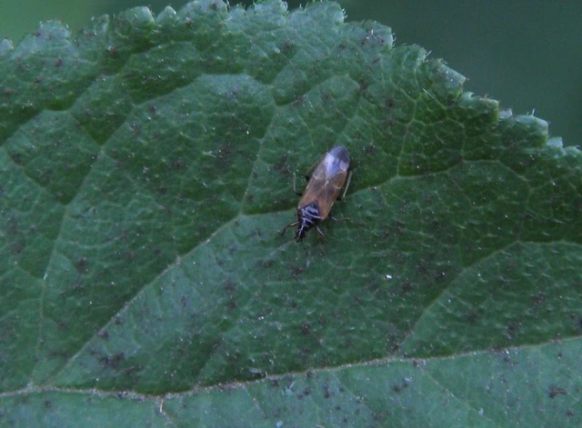 Anthocoris Anthocoris