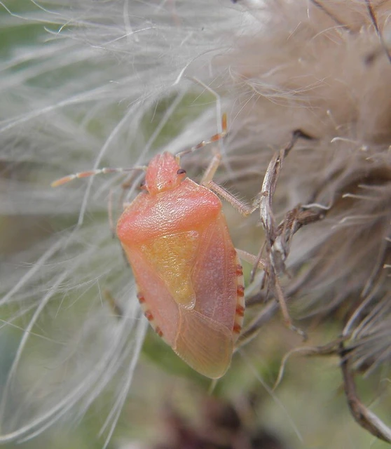 Dolycoris baccarum - közönséges bogyómászó-poloska Dolycoris baccarum - közönséges bogyómászó-poloska