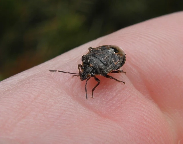 Holcogaster fibulata Holcogaster fibulata