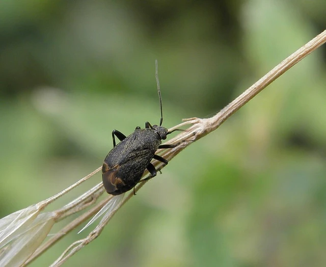 Polymerus nigritus Polymerus nigritus