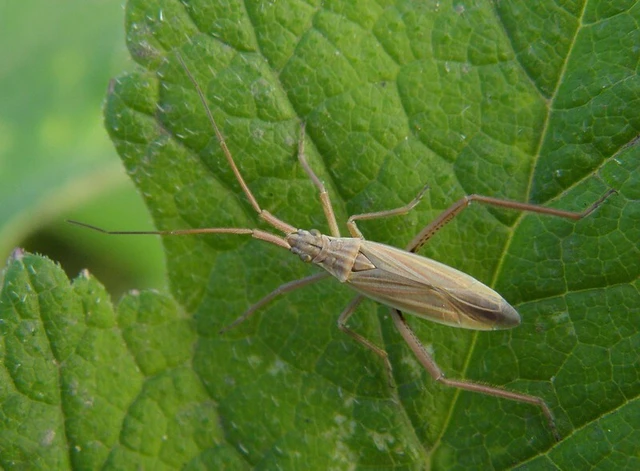Notostira elongata