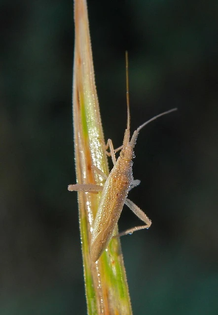 Stenodema laevigata - karcsú mezeipoloska