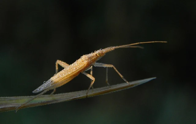 Stenodema laevigata - karcsú mezeipoloska