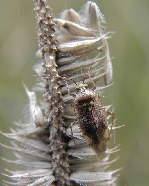 Lygus rugulipennis - molyhos mezeipoloska