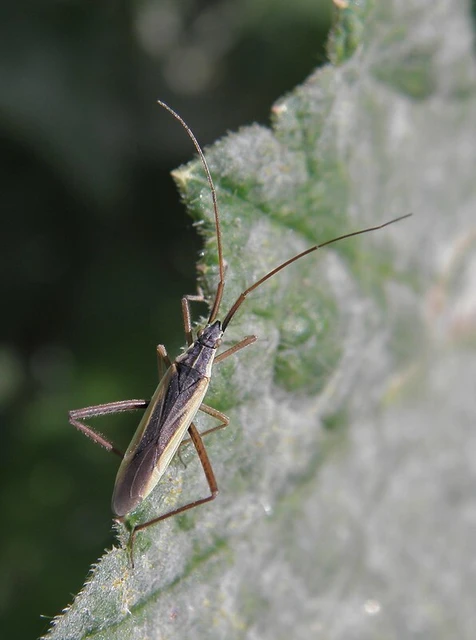 Notostira elongata