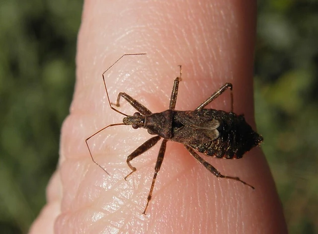 Himacerus apterus - nagy tolvajpoloska