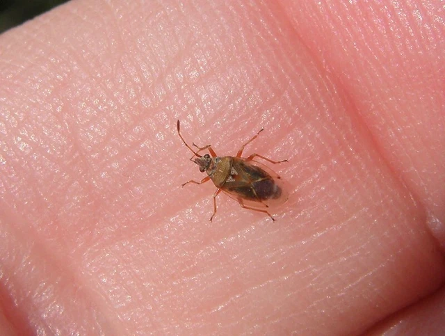 Kleidocerys resedae - nyírbodobács Kleidocerys resedae - nyírbodobács