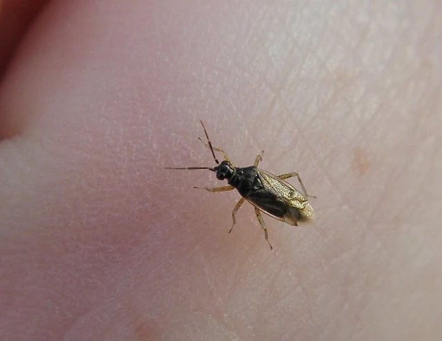 Dicyphus globulifer - kis karcsúnyakú-mezeipoloska