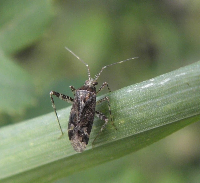 Phytocoris