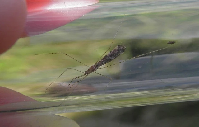 Empicoris vagabundus
