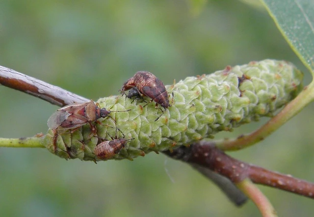 Kleidocerys resedae - nyírbodobács Kleidocerys resedae - nyírbodobács