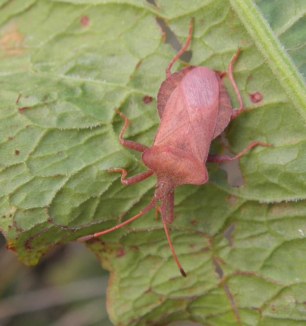 Coreus marginatus - közönséges karimáspoloska