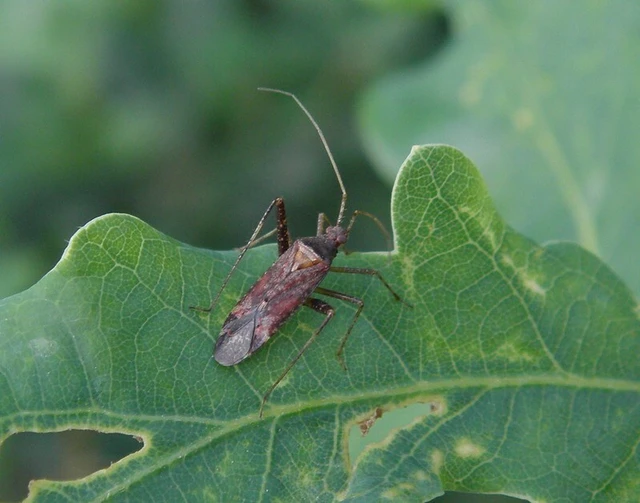 Phytocoris ulmi - szilfapoloska
