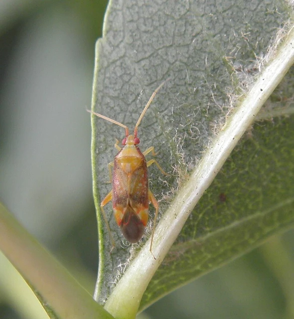 Pseudoloxops coccineus Pseudoloxops coccineus