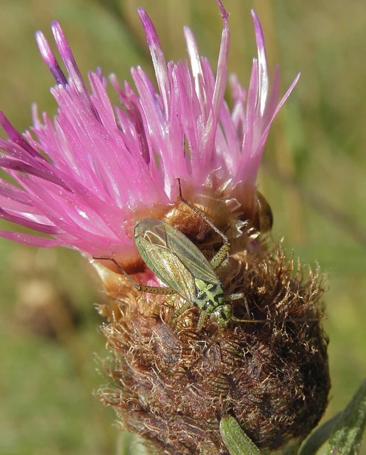 Oncotylus viridiflavus