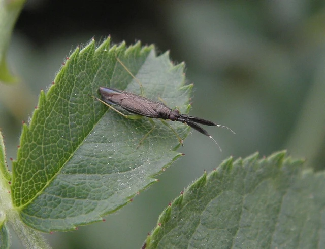 Heterotoma planicornis Heterotoma planicornis