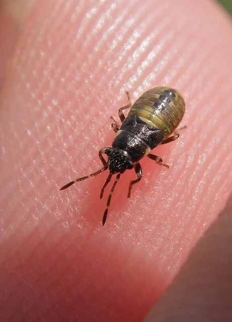 Heterogaster urticae - tarka bodobács