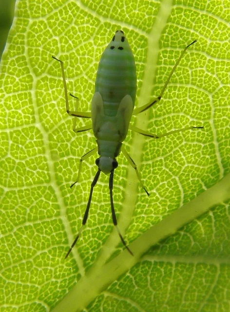 Cyllecoris histrionius - vörössávos mezeipoloska
