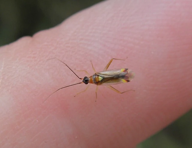 Campyloneura virgula Campyloneura virgula