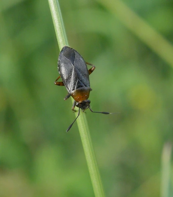 Capsus ater - fekete mezeipoloska