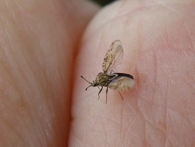 Tingis cardui - bogáncs-csipkéspoloska Tingis cardui - bogáncs-csipkéspoloska