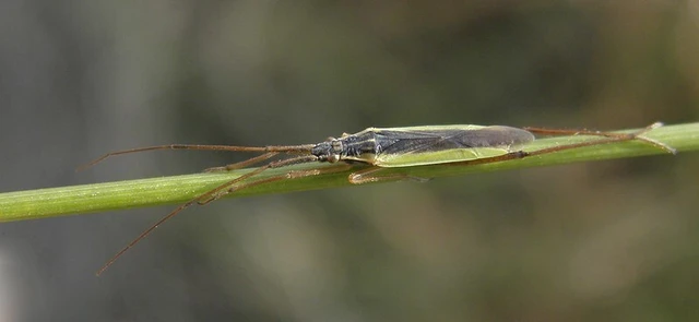 Notostira elongata