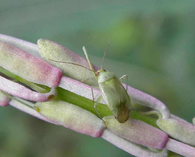 Apolygus spinolae