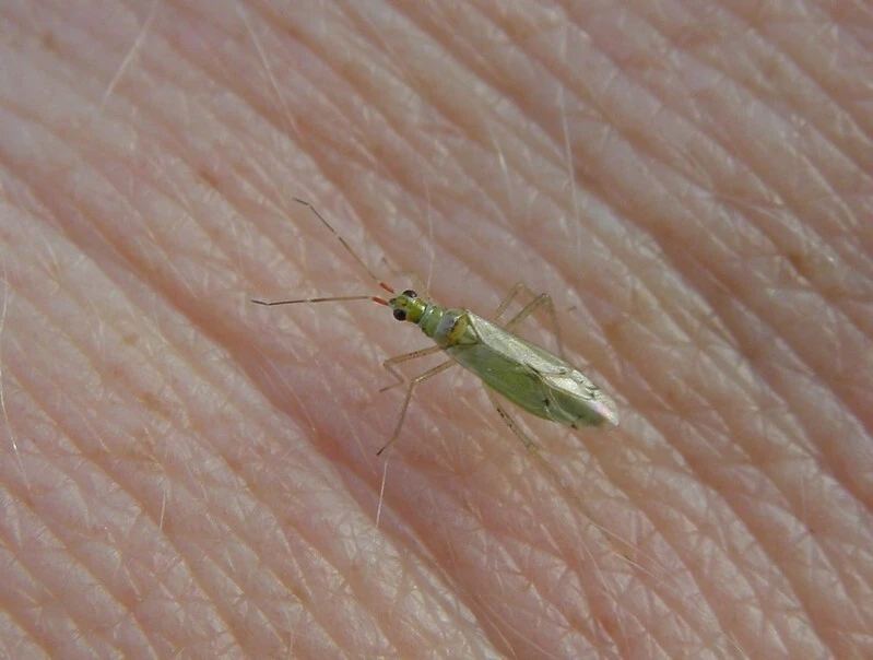 Dicyphus epilobii