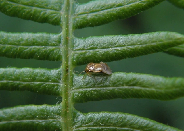 Monalocoris filicis - páfránypoloska