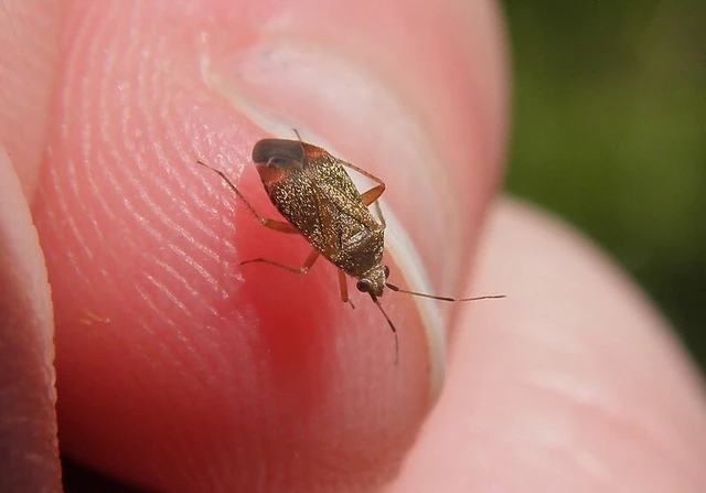 Psallus ambiguus Psallus ambiguus