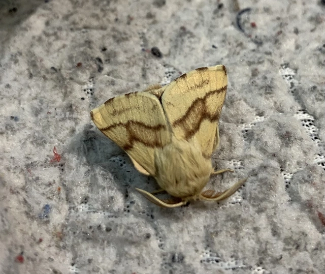 Malacosoma castrensis - kutyatejszövő
