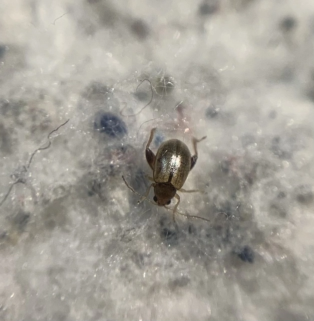 Longitarsus