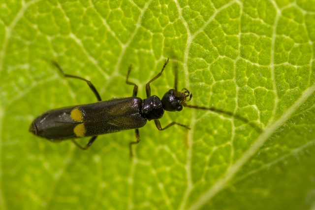 Malthodes Malthodes
