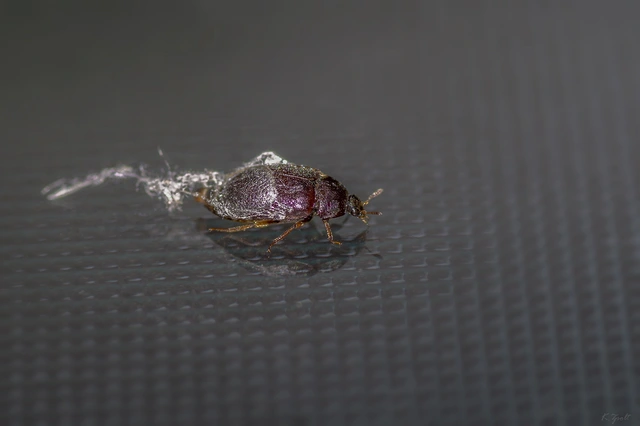 Attagenus