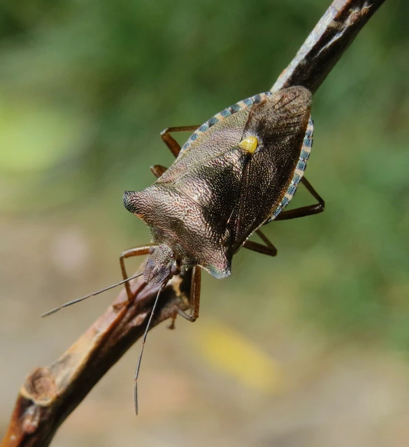 Pentatoma rufipes - vöröslábú címerespoloska