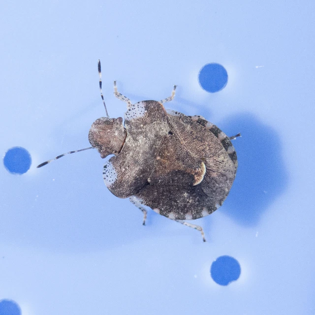 Dyroderes umbraculatus