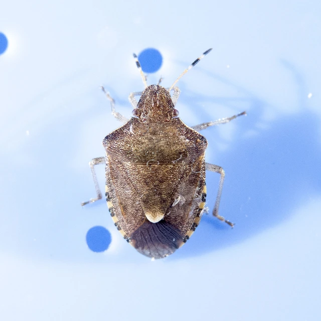 Peribalus strictus - tavaszi címerespoloska