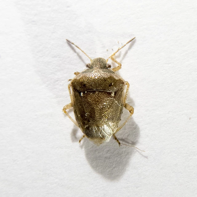Eysarcoris ventralis - fakó feketefejű-poloska